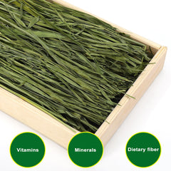Guinea pig chewing Ohcool oat hay supporting dental activity
