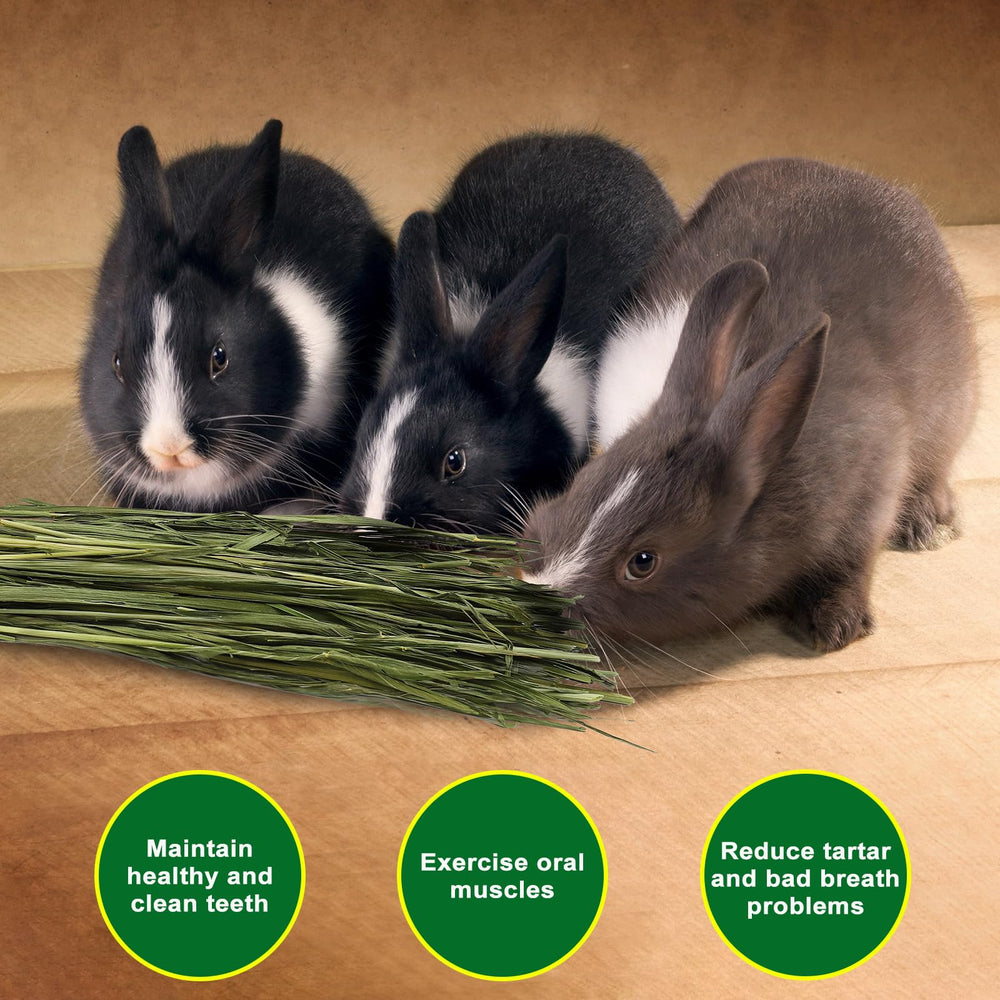 Rabbit enjoying Ohcool oat hay as a gentle nibble