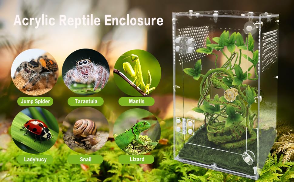 Oialonne jumping spider enclosure includes dual locks to prevent escapes.