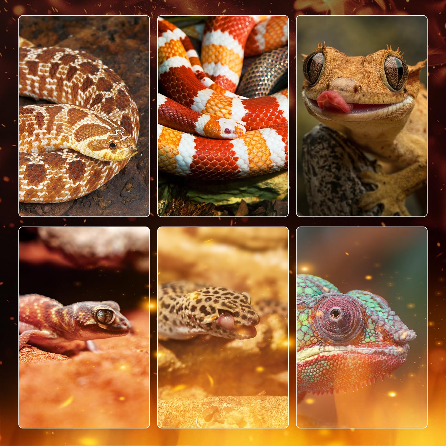 Oiibo reptile heating panel safe heat distribution prevents hot spots.