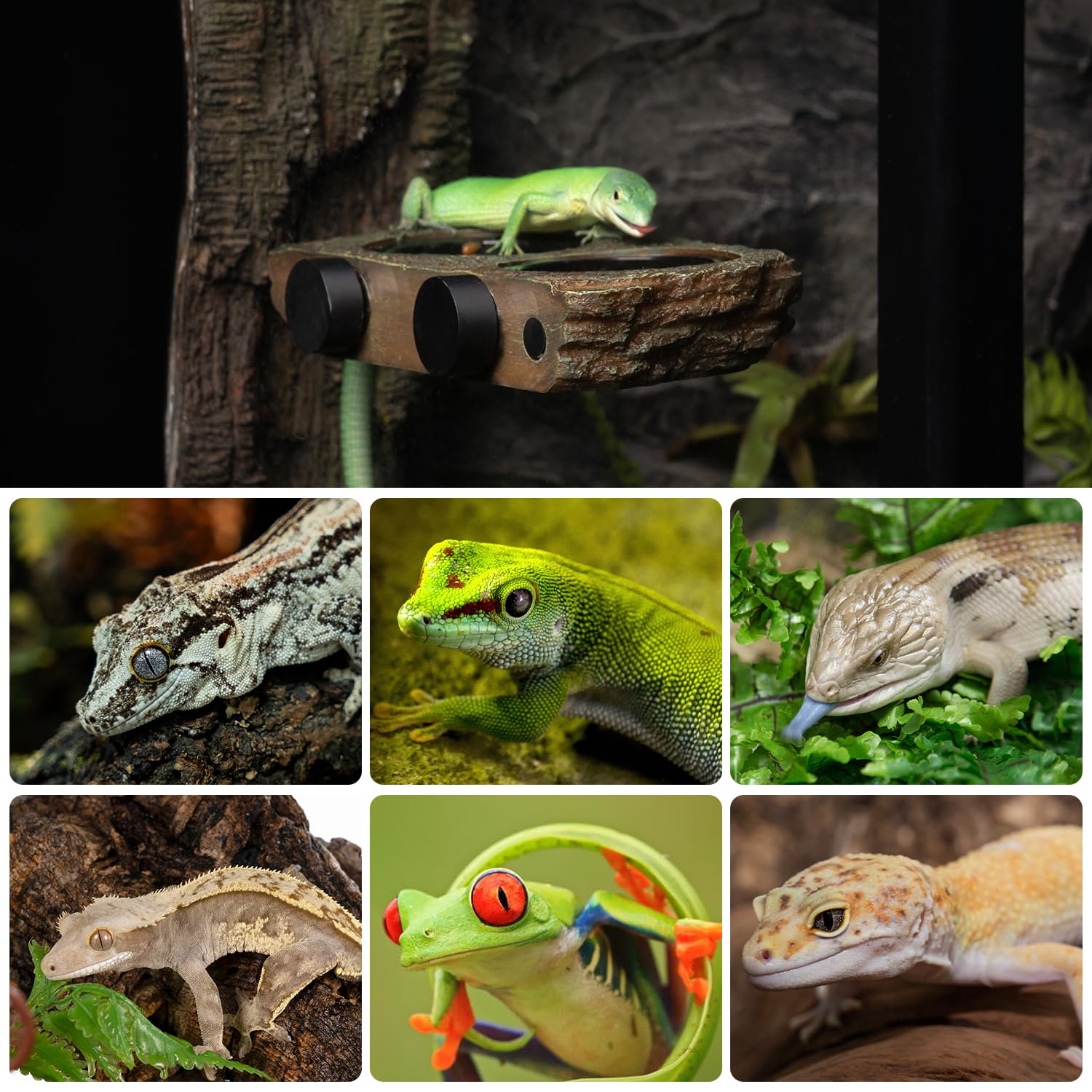 Oiibo non-toxic resin construction ensures safe, durable reptile habitat accessories.