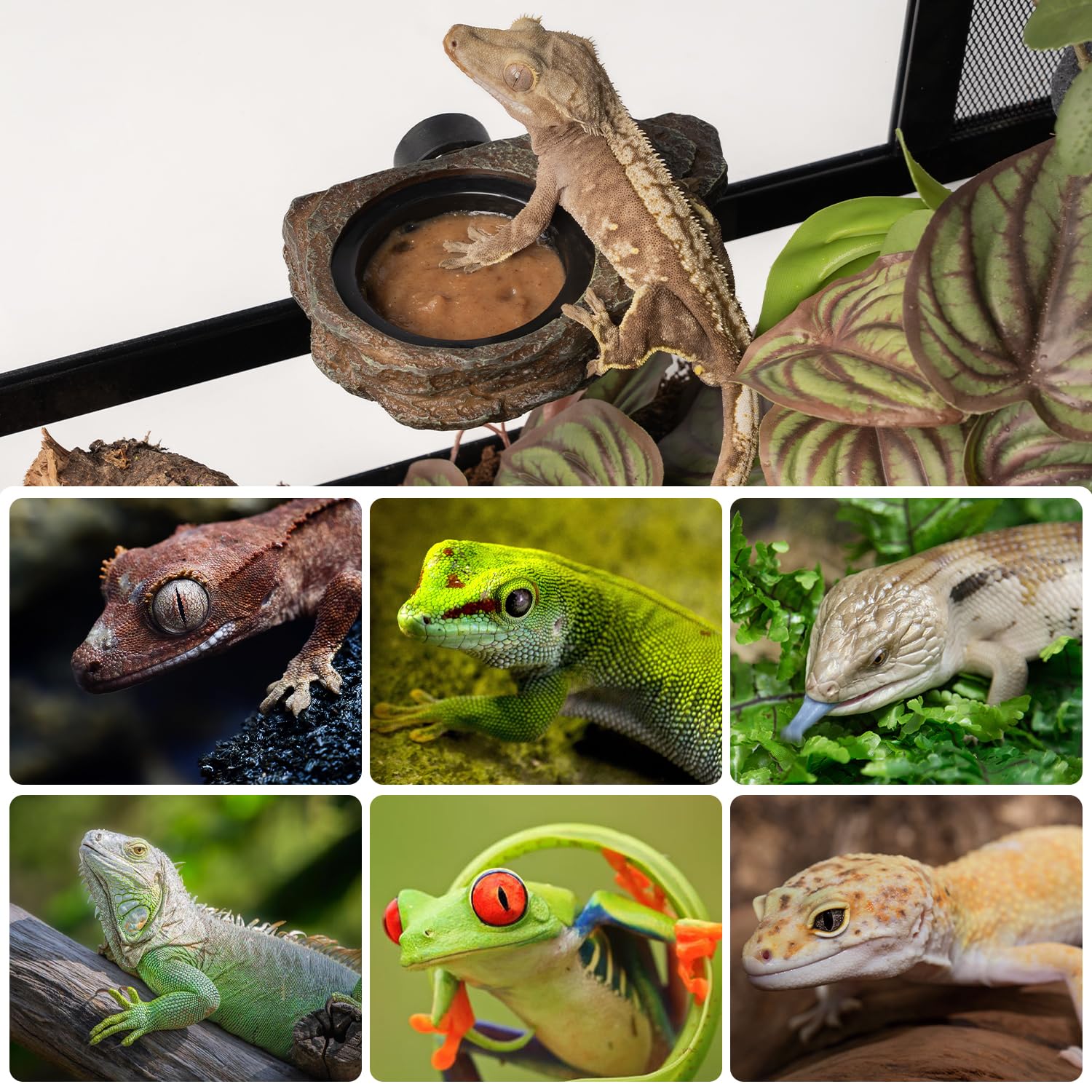 Oiibo secure magnetic ledge installation for reliable terrarium setup.
