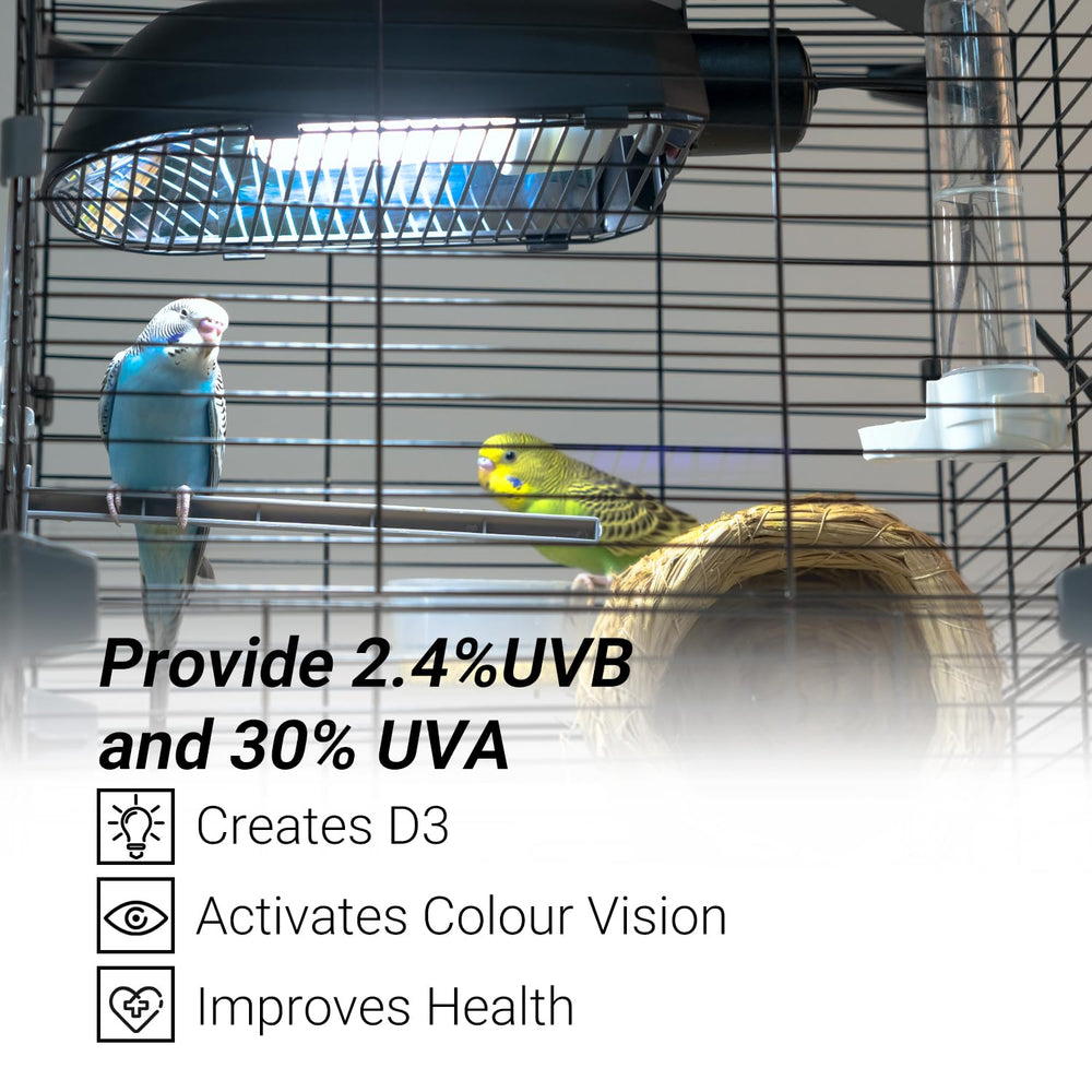 Oiibo AvianSun UVB 2.4% bulb enhances calcium metabolism and plumage.