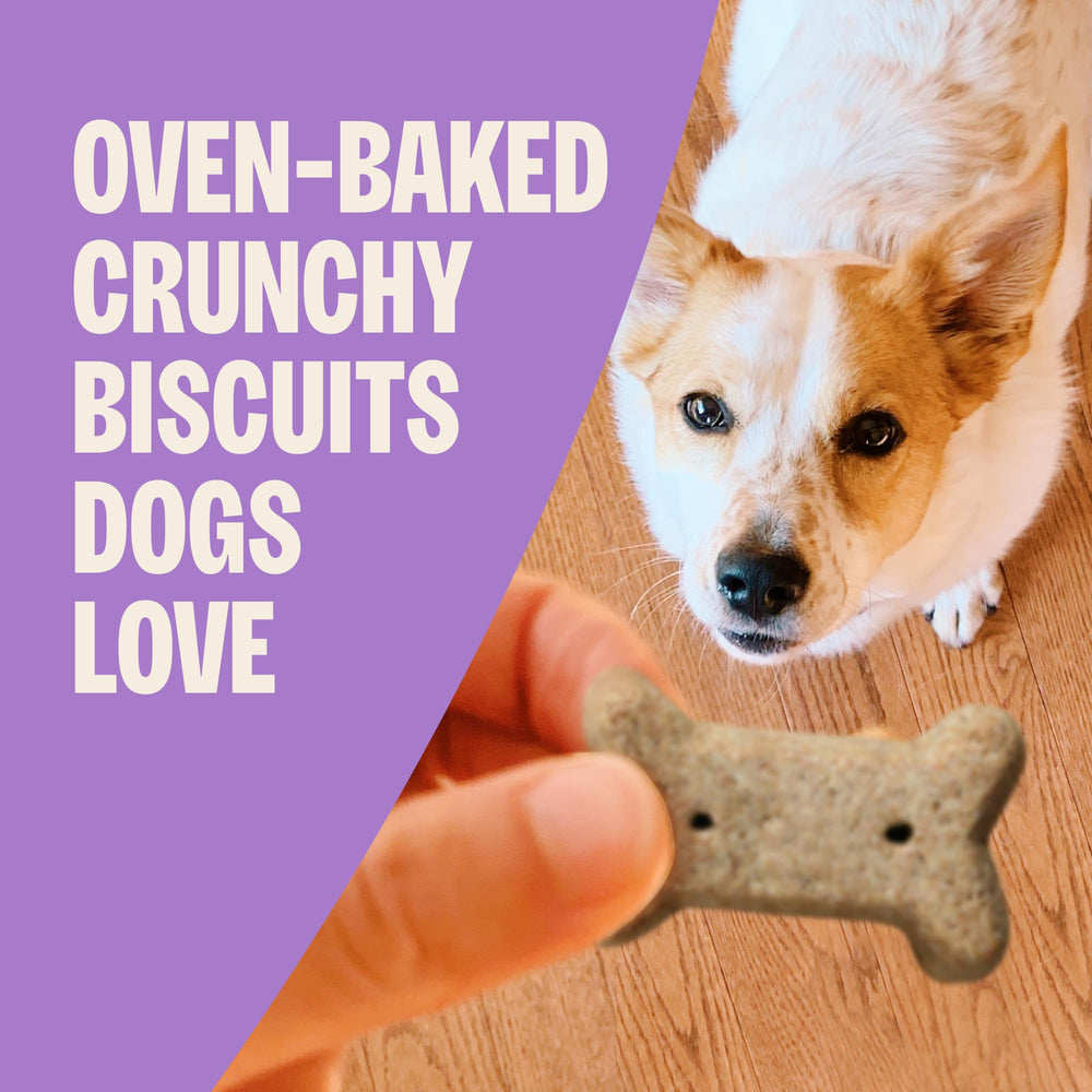 Old Mother Hubbard P-Nuttier mini biscuits ideal for quick training sessions.