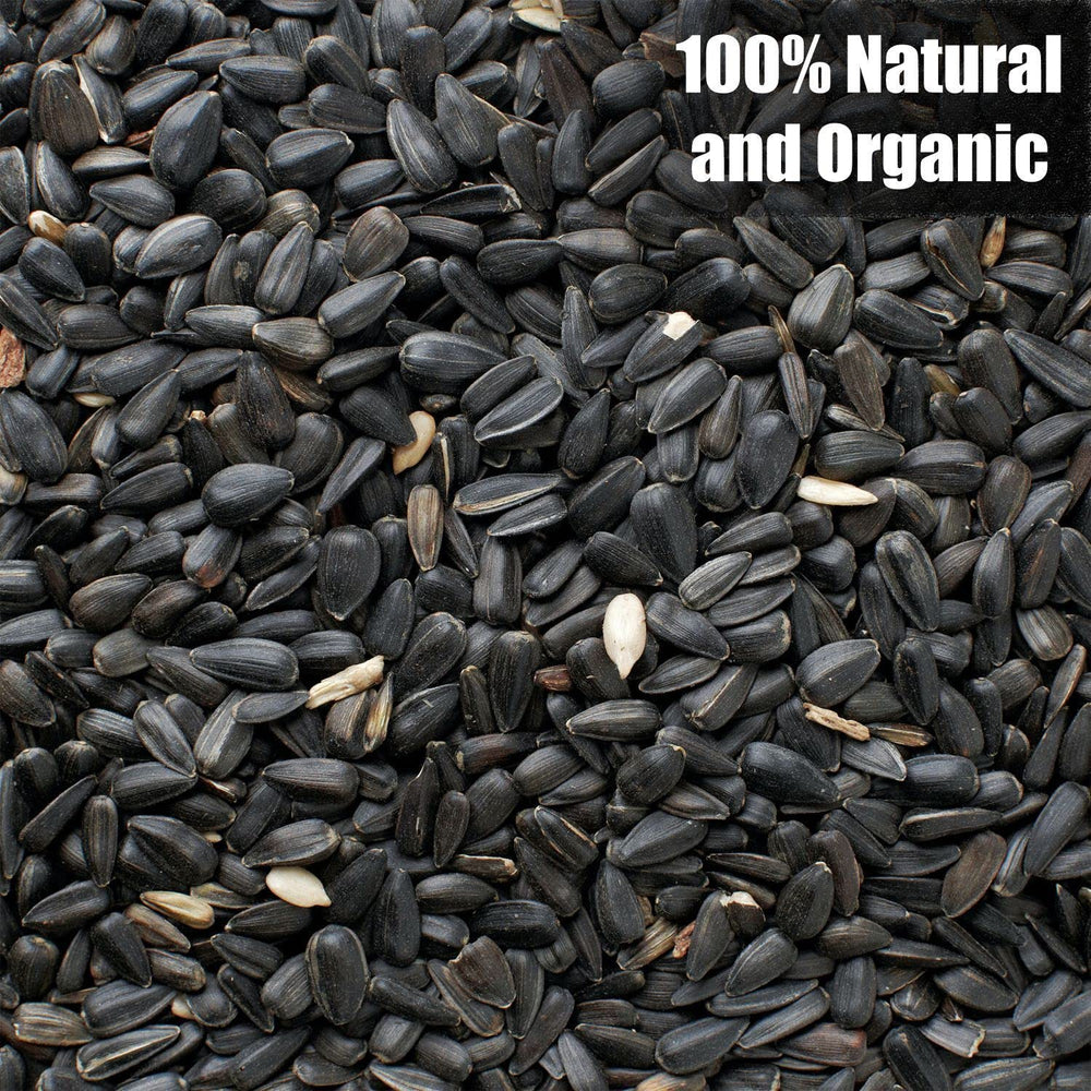 Old Potters Wildlife black oil sunflower seeds in a bird bowl attract busy backyard visitors.