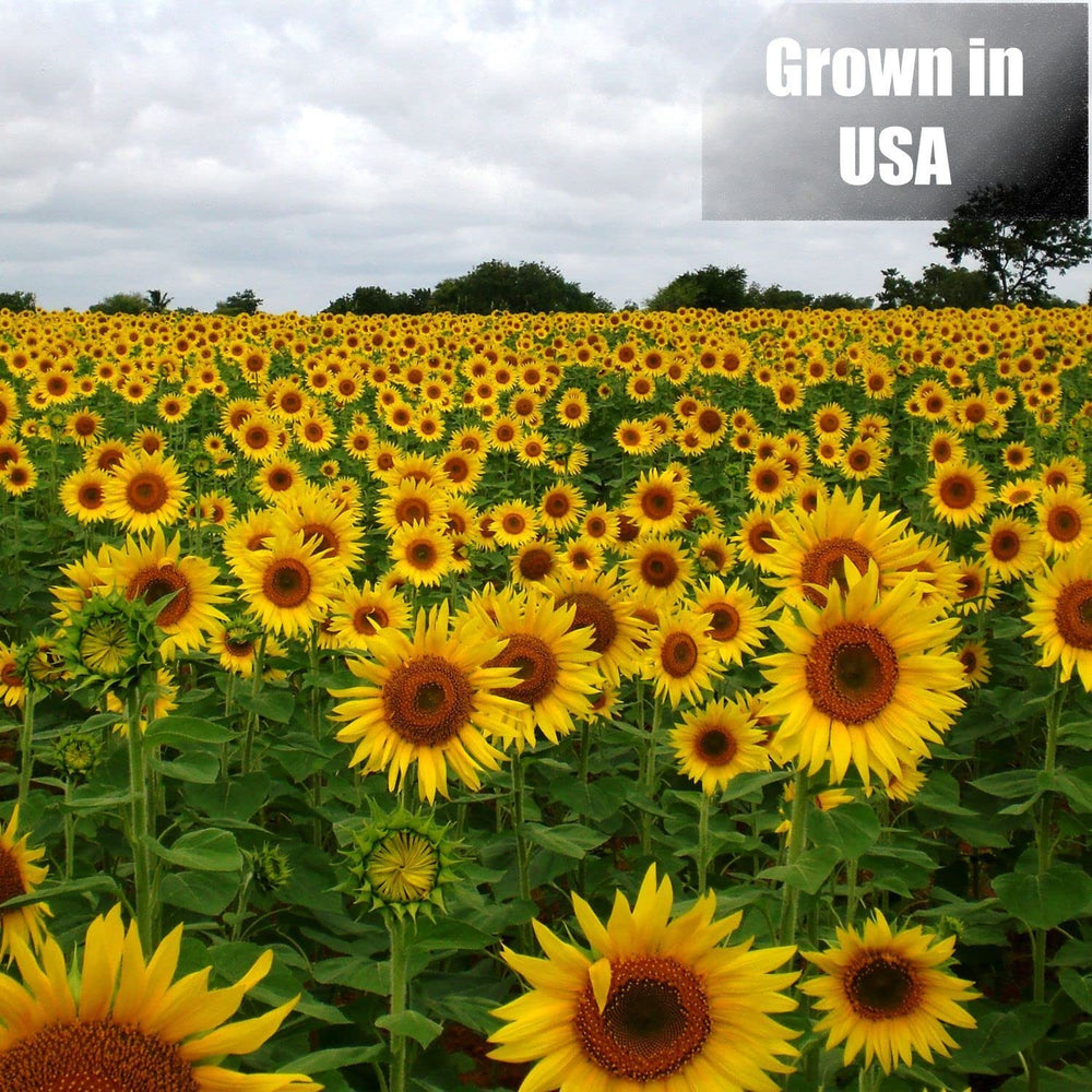 Old Potters Wildlife black oil sunflower seeds from small farms supply wholesome backyard nutrition.