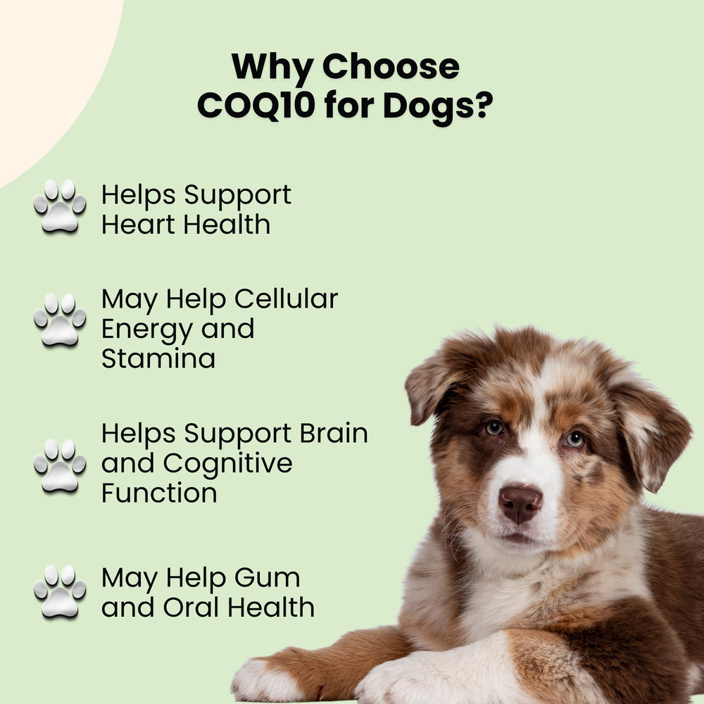 Oliver & Co. CoQ10 for Dogs premium ingredients highlight safety and quality.