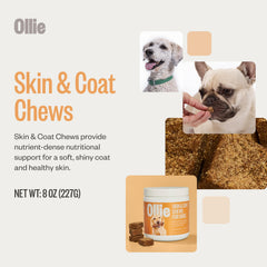 Ollie Dog Skin & Coat capsules close-up, convenient daily dosing for healthier fur.
