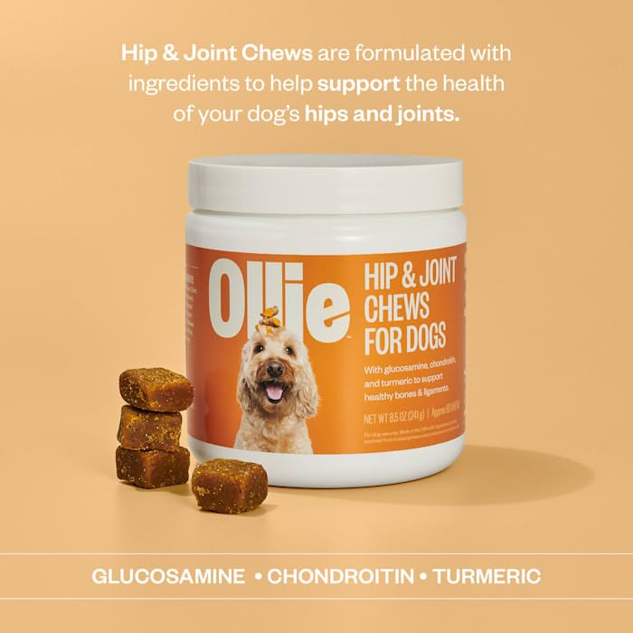 Dog sniffing Ollie Zoomies chews for daily use routine