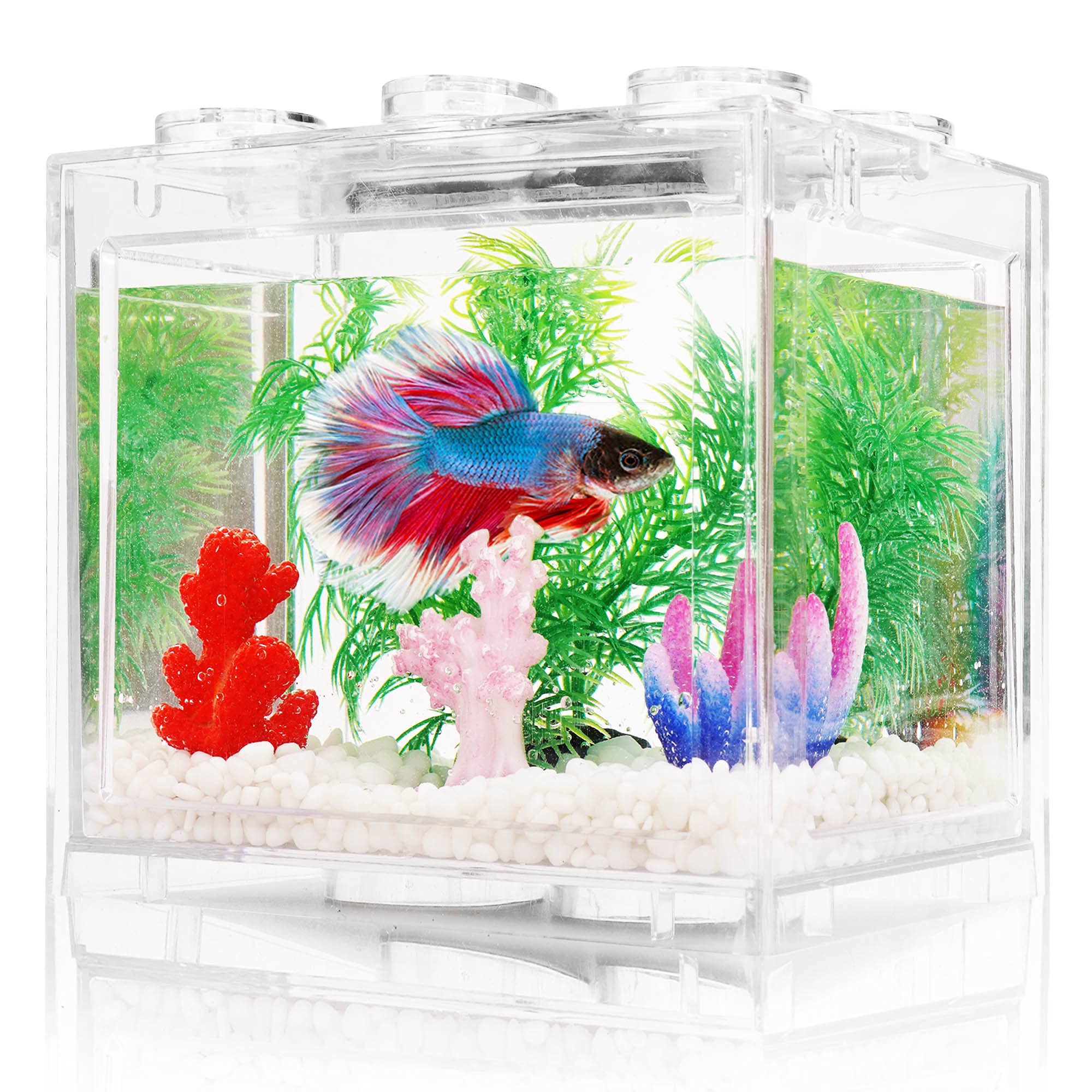 Oltraman small betta tank front view on desk with clear acrylic visibility.