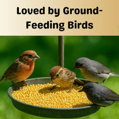 Olympus Myco white proso millet seed in a bowl ready for feeding