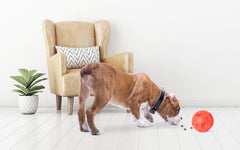 PAW PRINT Omega Paw Tricky Treat Ball Large found under furniture after play.