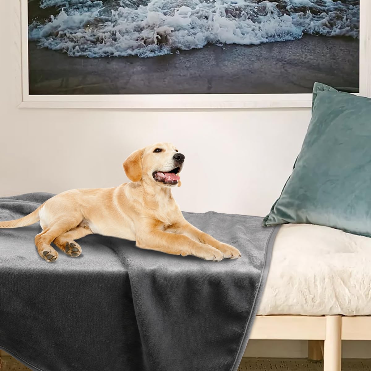 Onarway plush dog blanket in a light grey room.