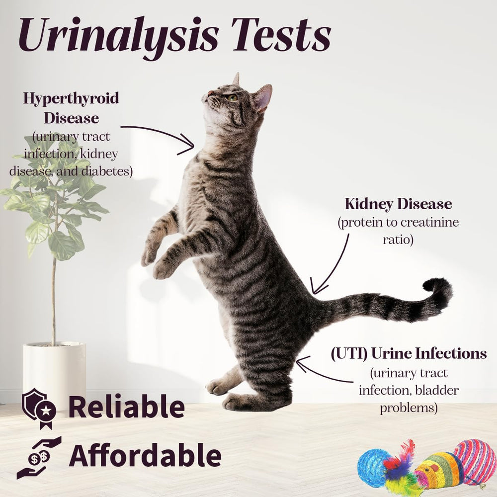 One Step urine strip being dipped into a pet urine sample for testing.