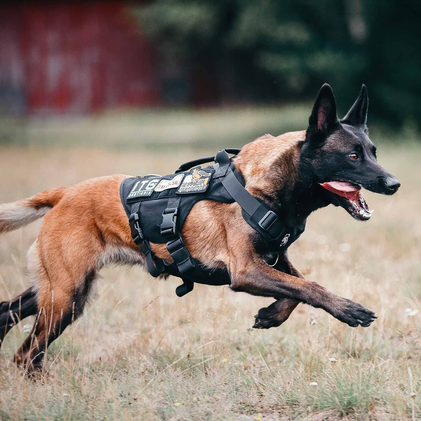 OneTigris back D-ring for training and crowd control