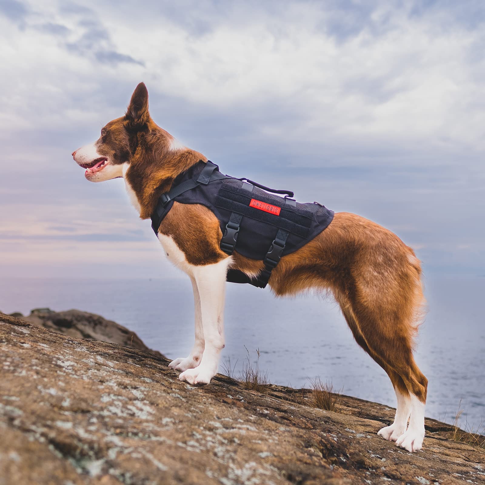 OneTigris front D-ring for training and leash options