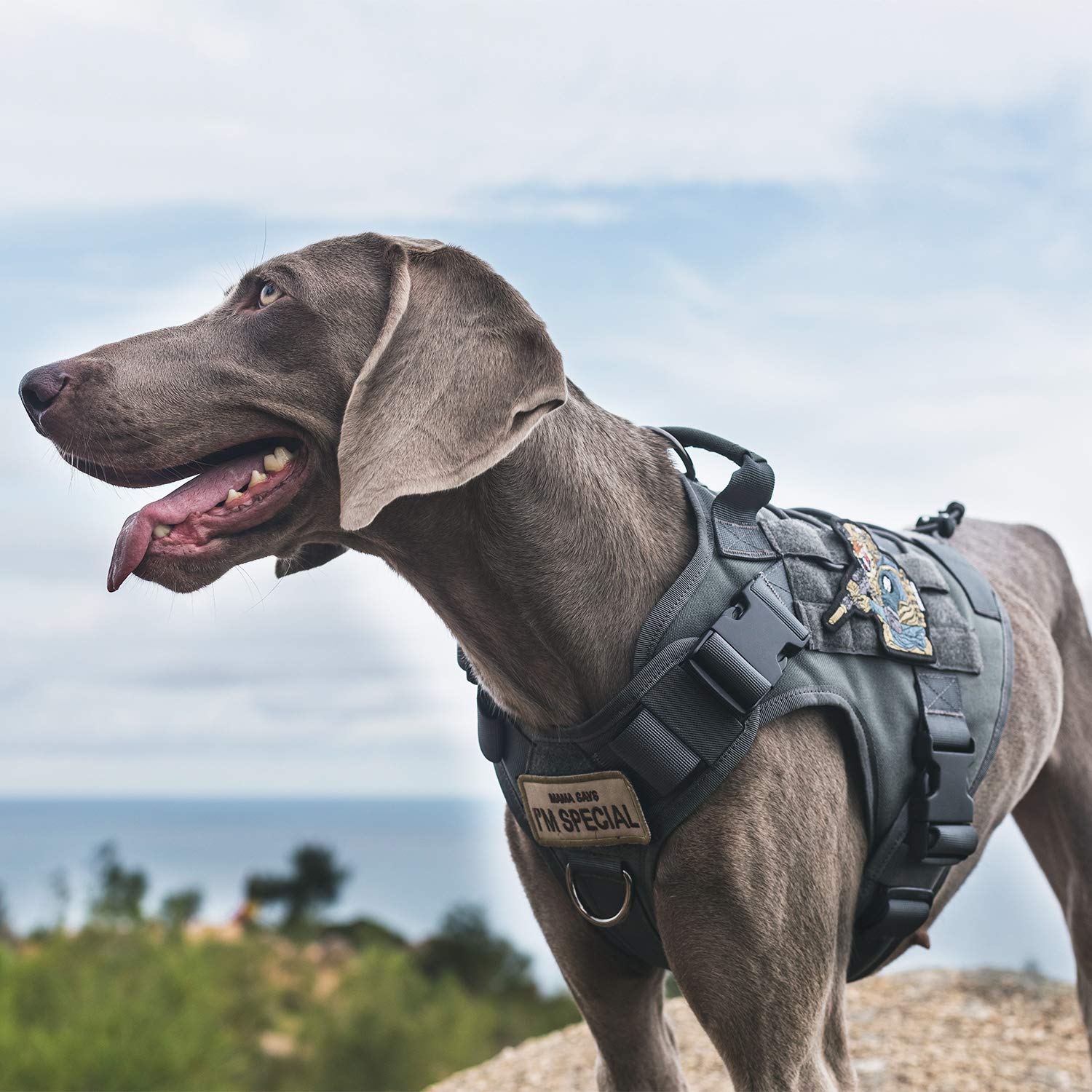 ONETIGRIS MOLLE system dog harness for attaching pouches on hikes