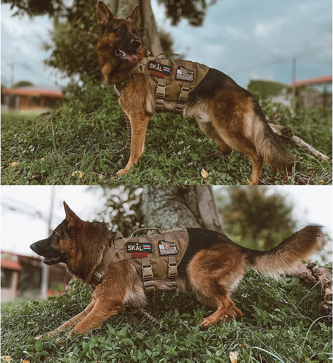 OneTigris breathable mesh keeps dogs cool during walks.