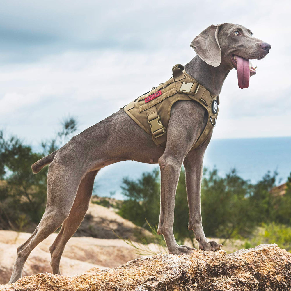 ONETIGRIS adjustable fit with clear size guide for proper dog comfort.