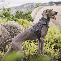 ONETIGRIS top handle design enabling quick control on crowded trails