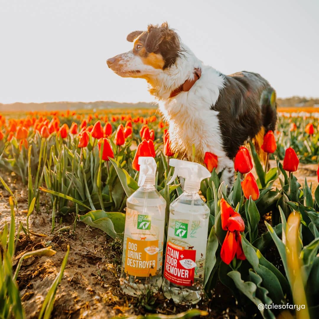 Only Natural Pet Advanced Dog Stain Odor Remover odor neutralization with oxy-boost.
