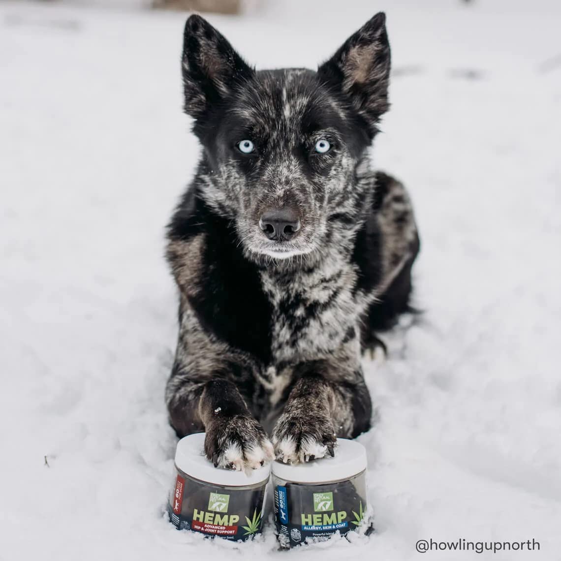 Only Natural Pet bromelain-quercetin dog-immune-support features holistic antioxidant blend