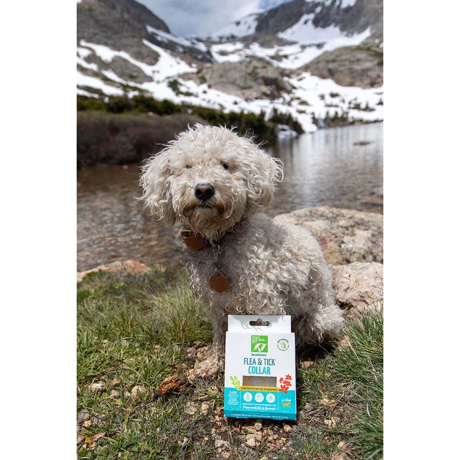 Only Natural Pet EasyDefense collar adjusted to fit for comfortable wear.