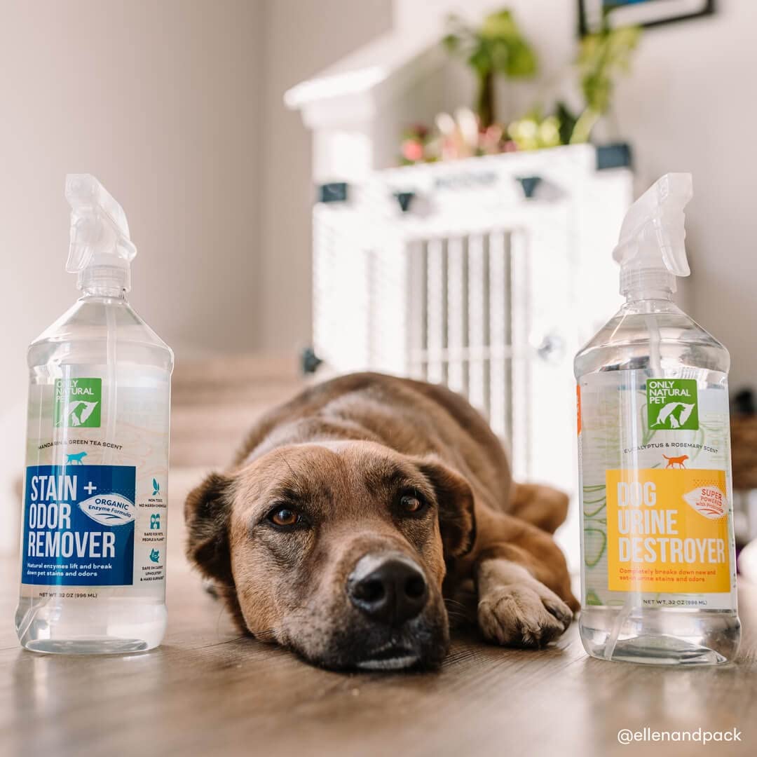 Only Natural Pet enzyme carpet and upholstery cleaning demonstration.