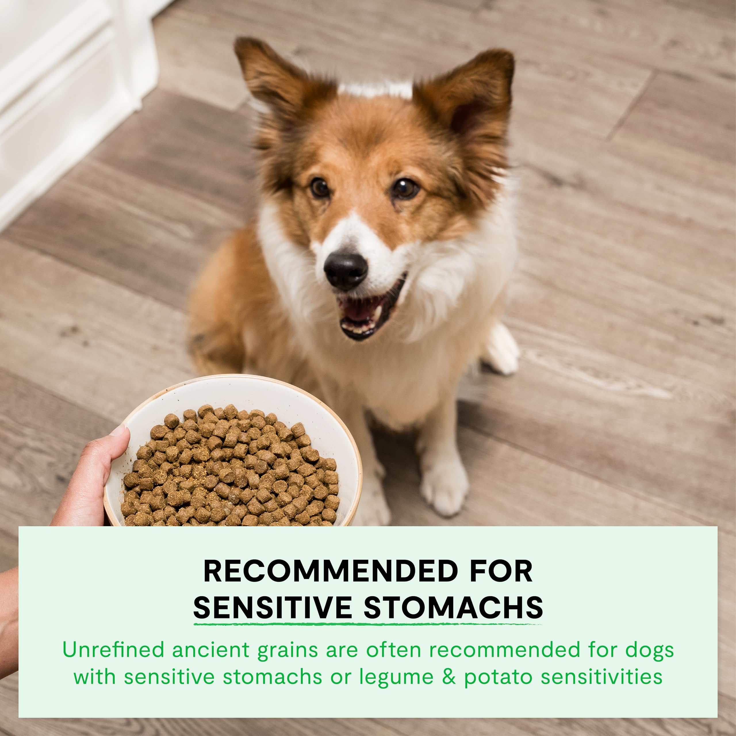 Open Farm Grass-Fed Beef Recipe dog bowl showcases digestible, protein-dense meal.