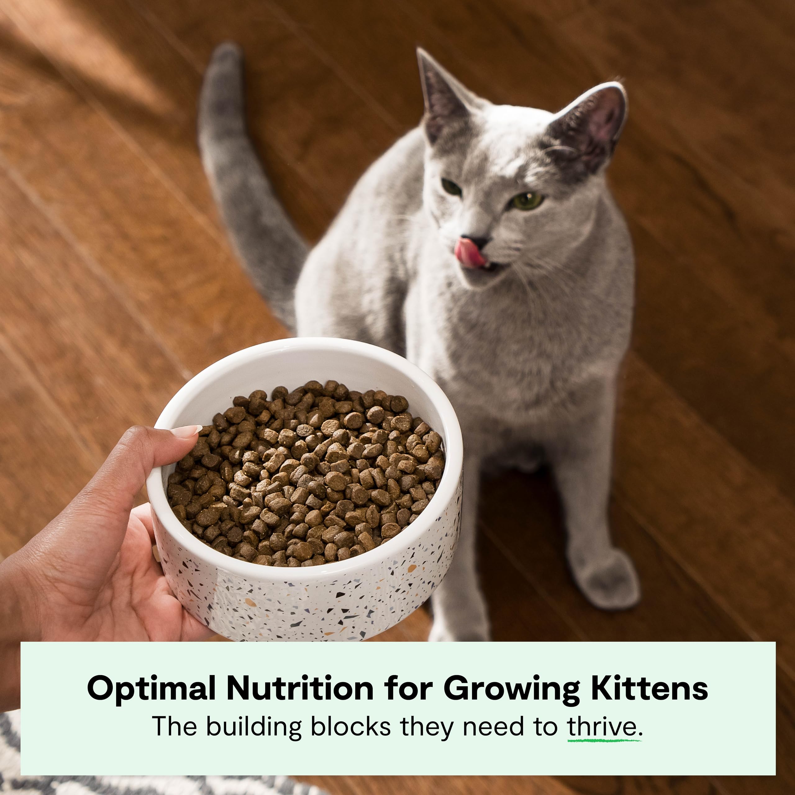 Open Farm homestead turkey and chicken ingredients highlight high-quality protein.