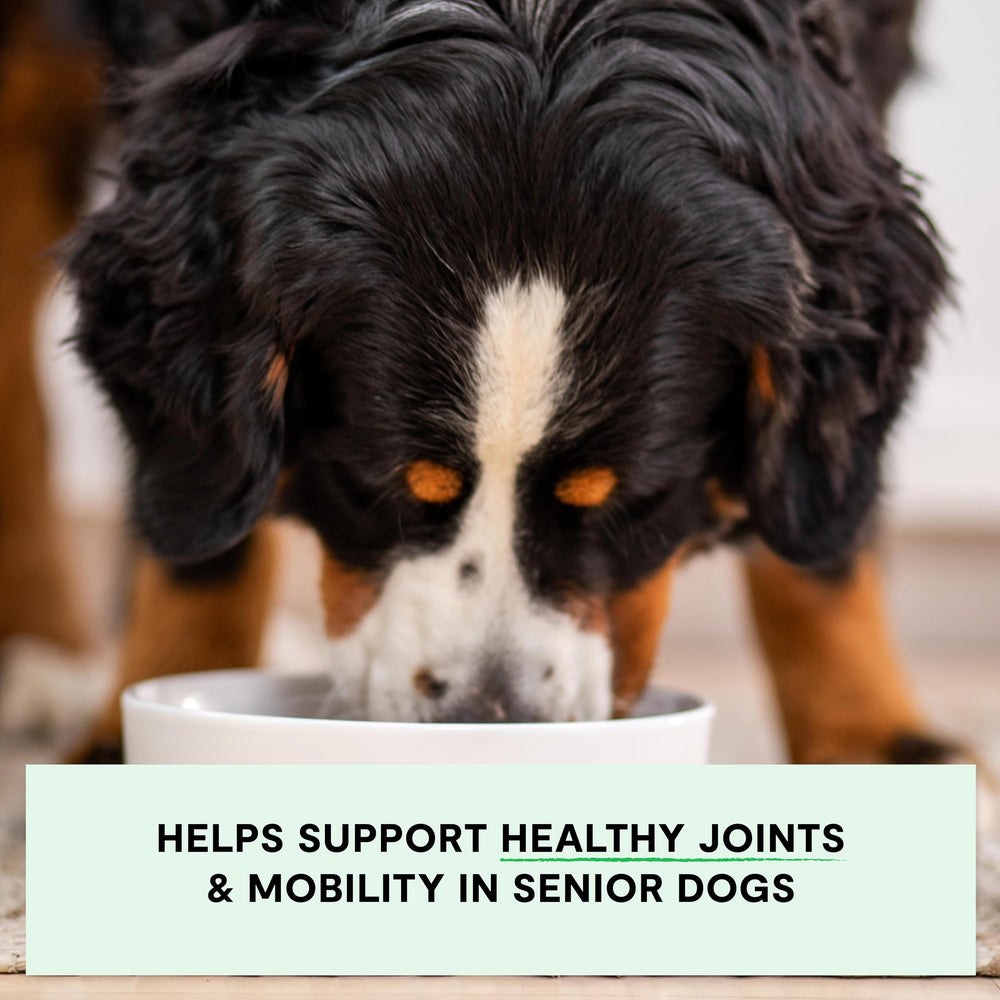 Open Farm joint-friendly dog food with green-lipped mussel for hip and mobility support