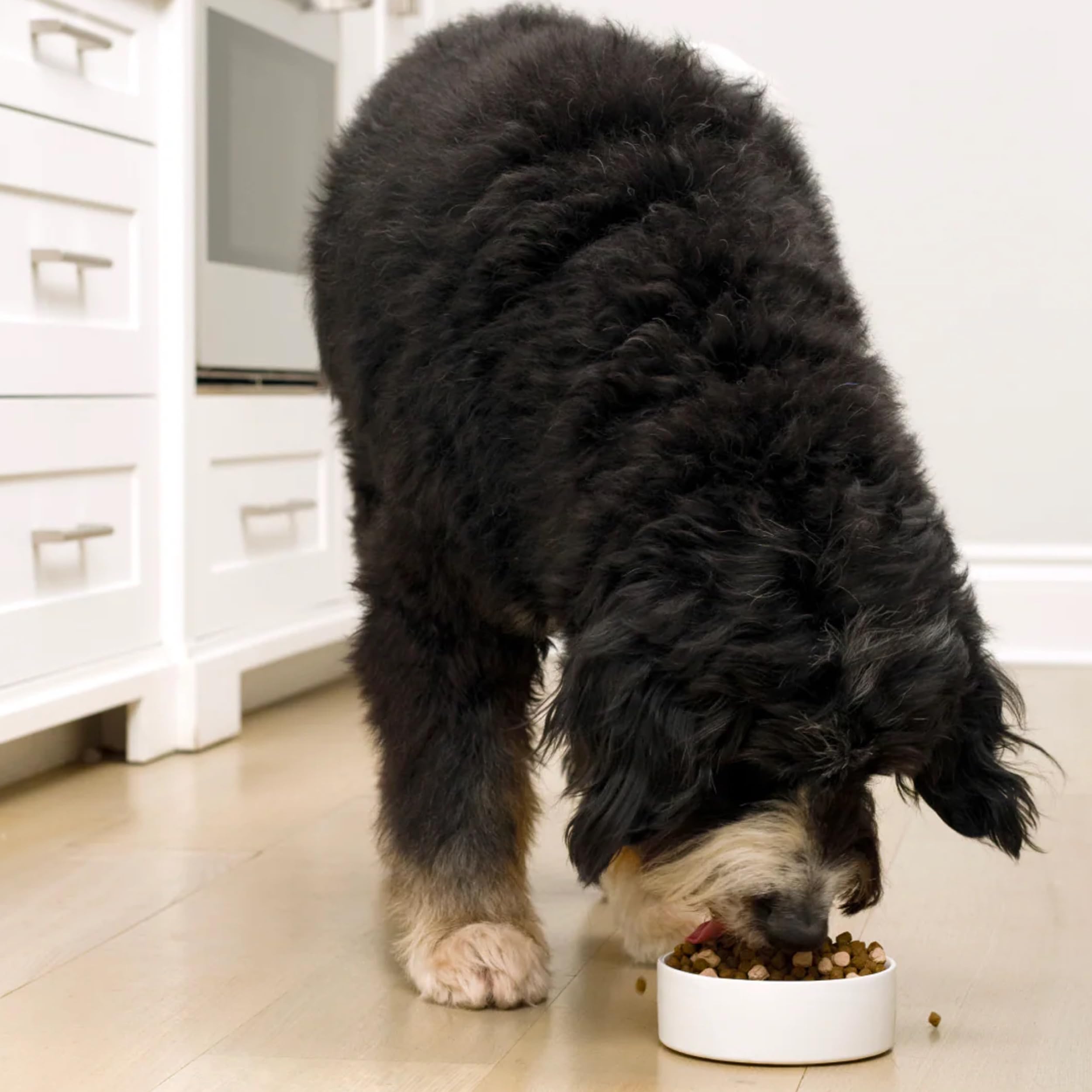 Open Farm Open Prairie Recipe kibble in dog bowl for serving