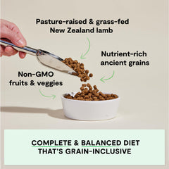 Open Farm pasture-raised lamb chunks in bowl, real meat flavor for dogs.