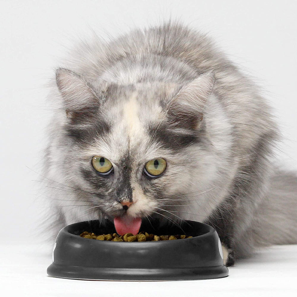 Open Farm kibble with prebiotic fibers supporting digestion.
