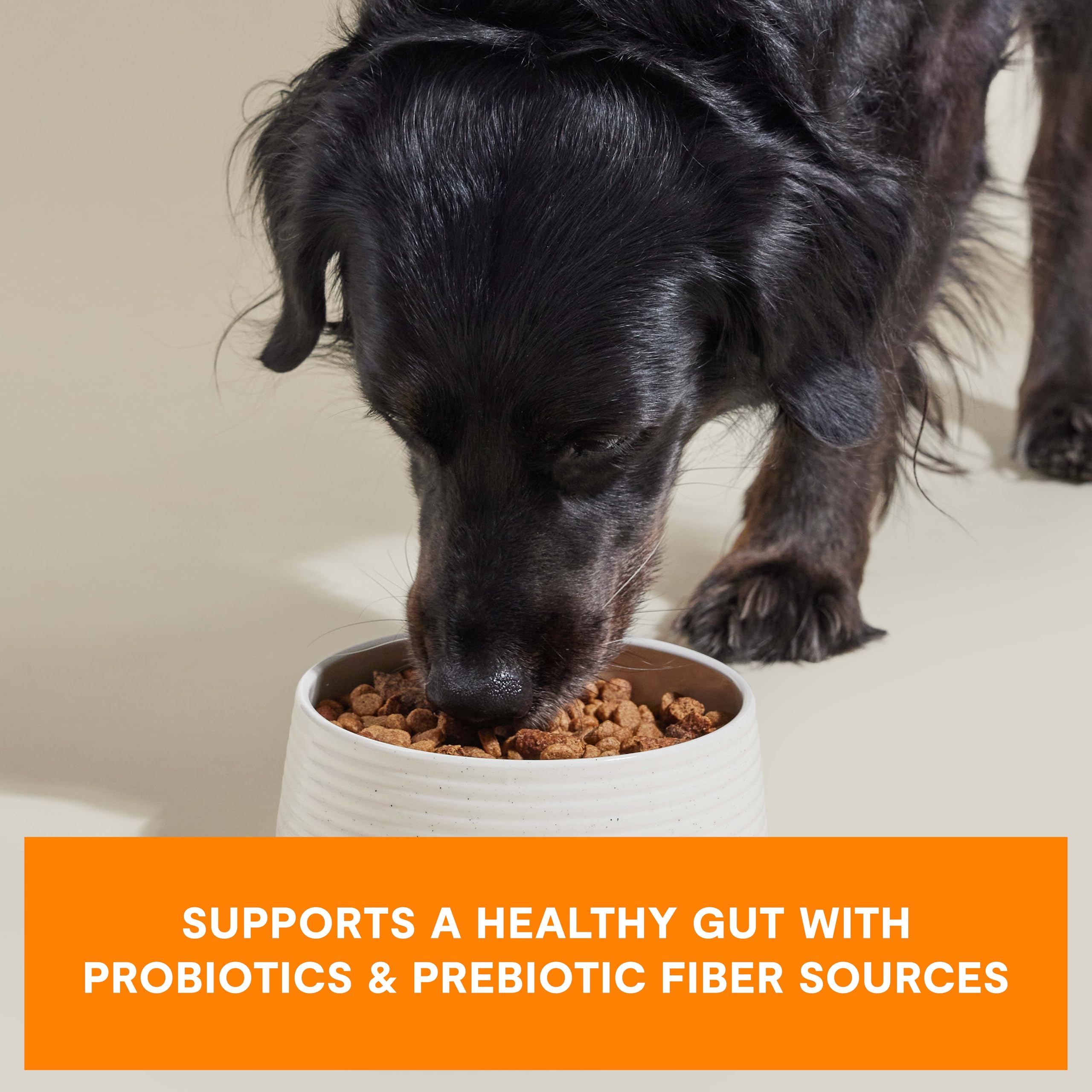 Open Farm probiotic-coated kibble close-up showcasing gut-friendly coating.
