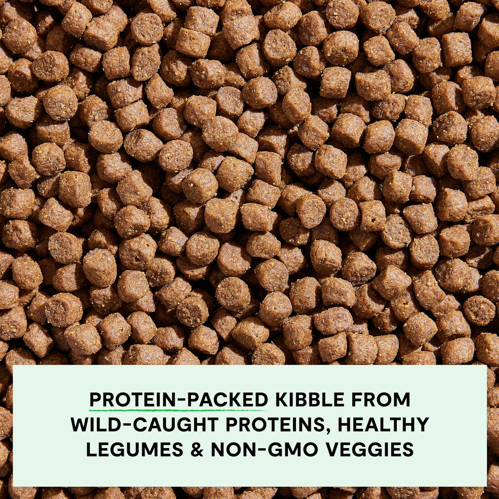 Open Farm protein slice closeup emphasizes real whitefish as a protein source