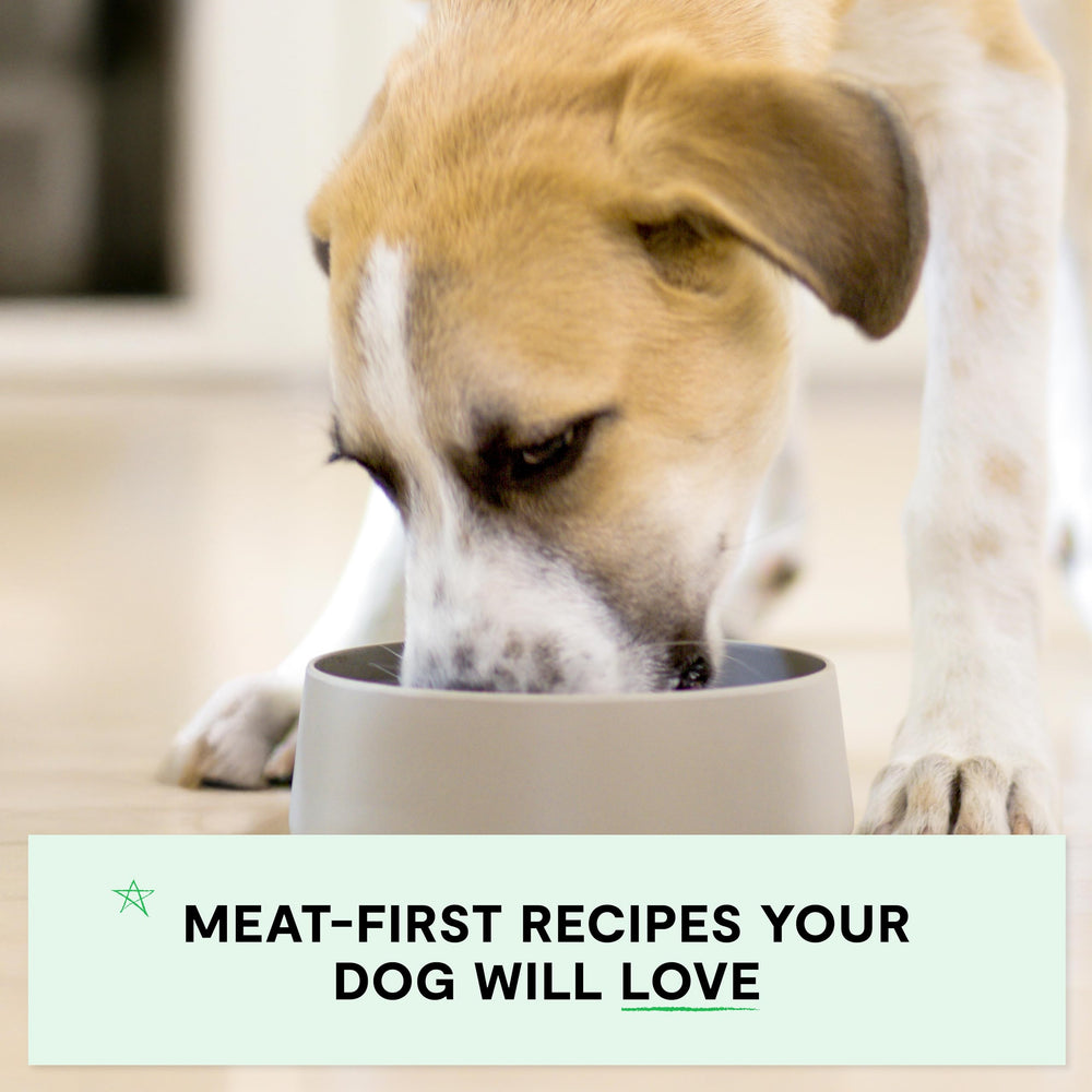 Open Farm grain-free legume-free formula emphasizes clean ingredients without fillers.