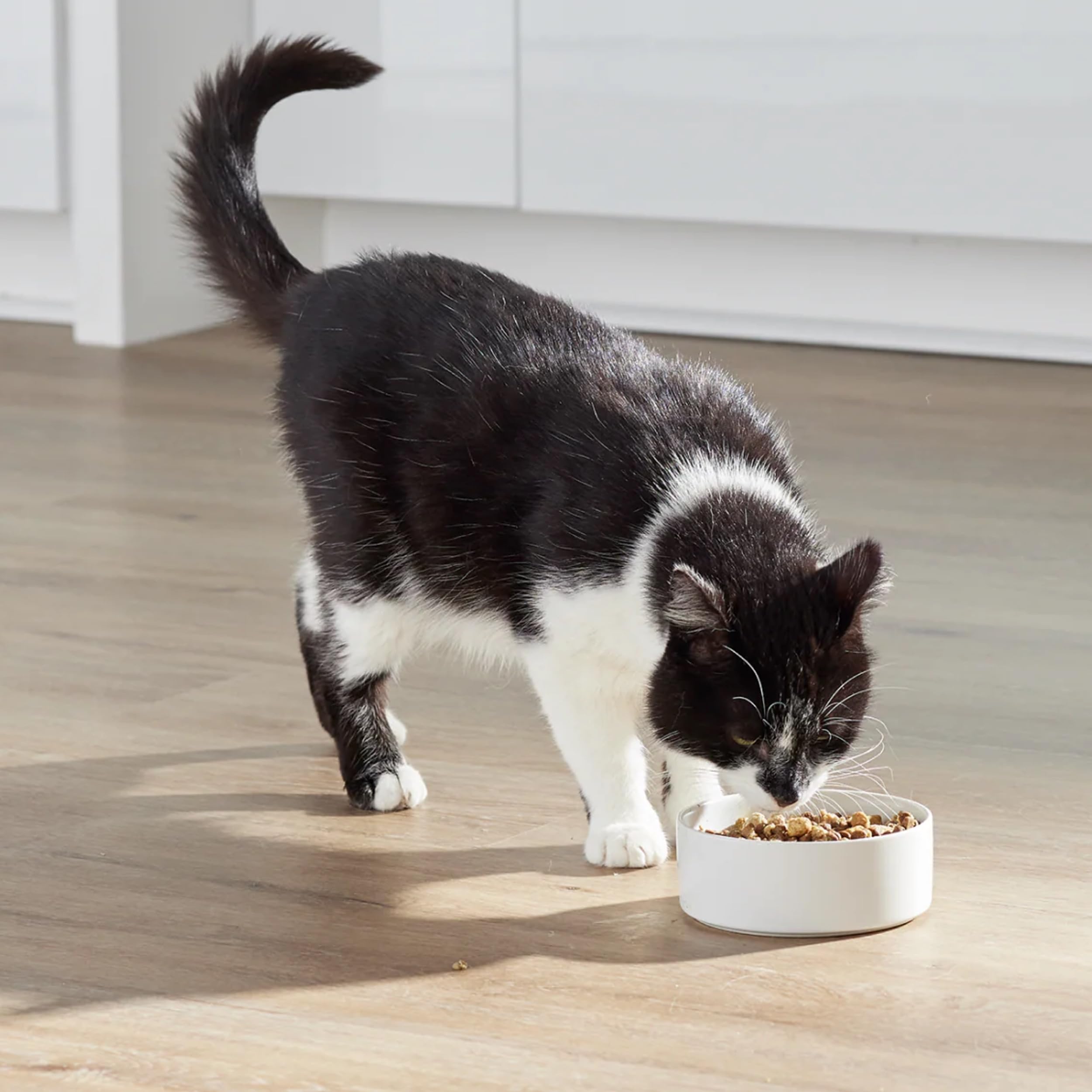Open Farm RawMix harvest chicken turkey and salmon blend supports kitten protein needs