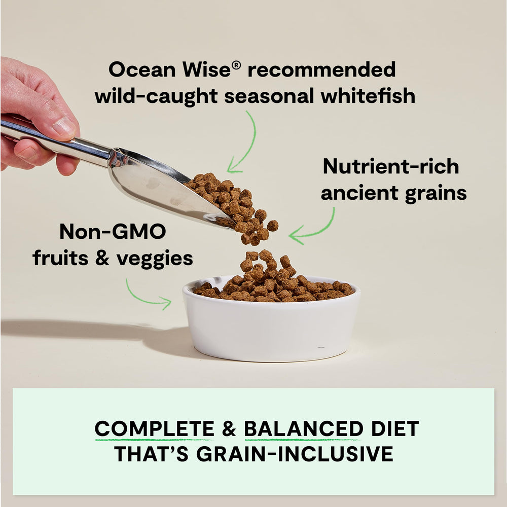 Close-up of Whitefish kibble with pumpkin and quinoa for wholesome nutrition.
