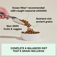Close-up of Whitefish kibble with pumpkin and quinoa for wholesome nutrition.