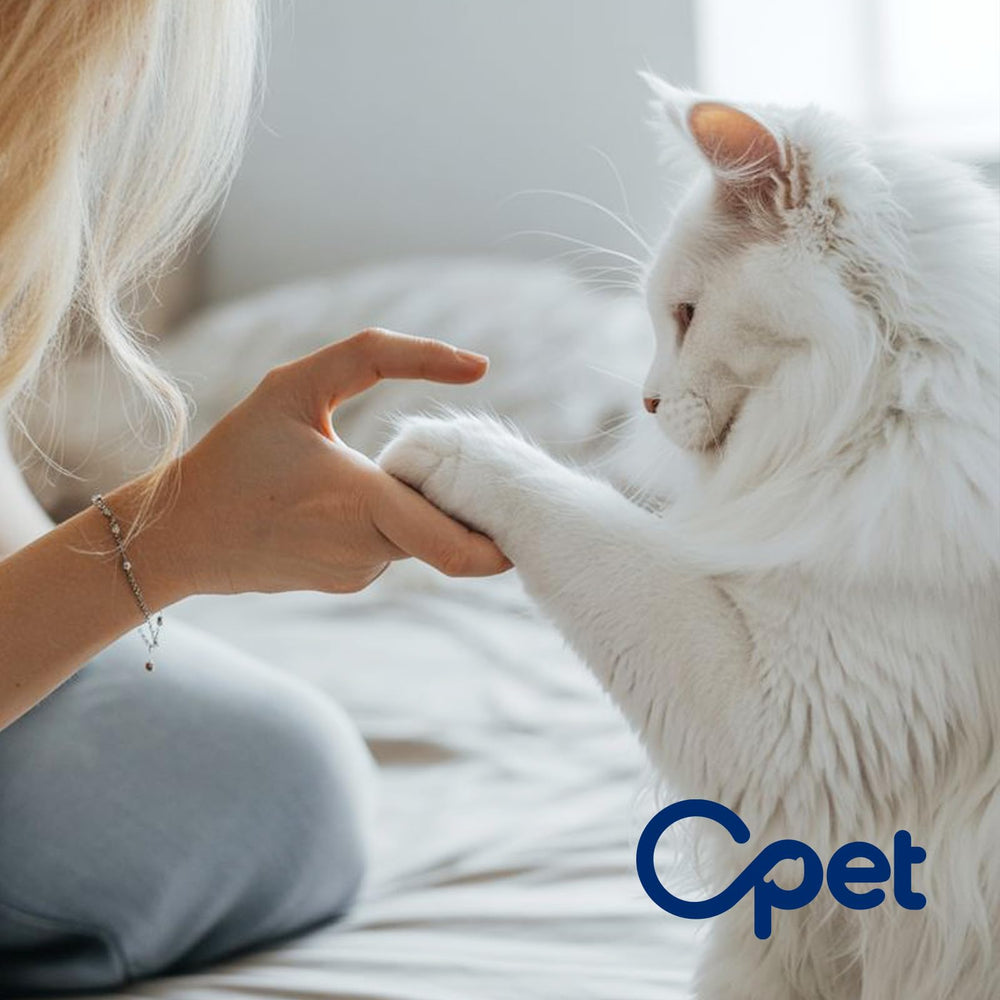 OPET packaging shows box-ready setup for quick storage and use.