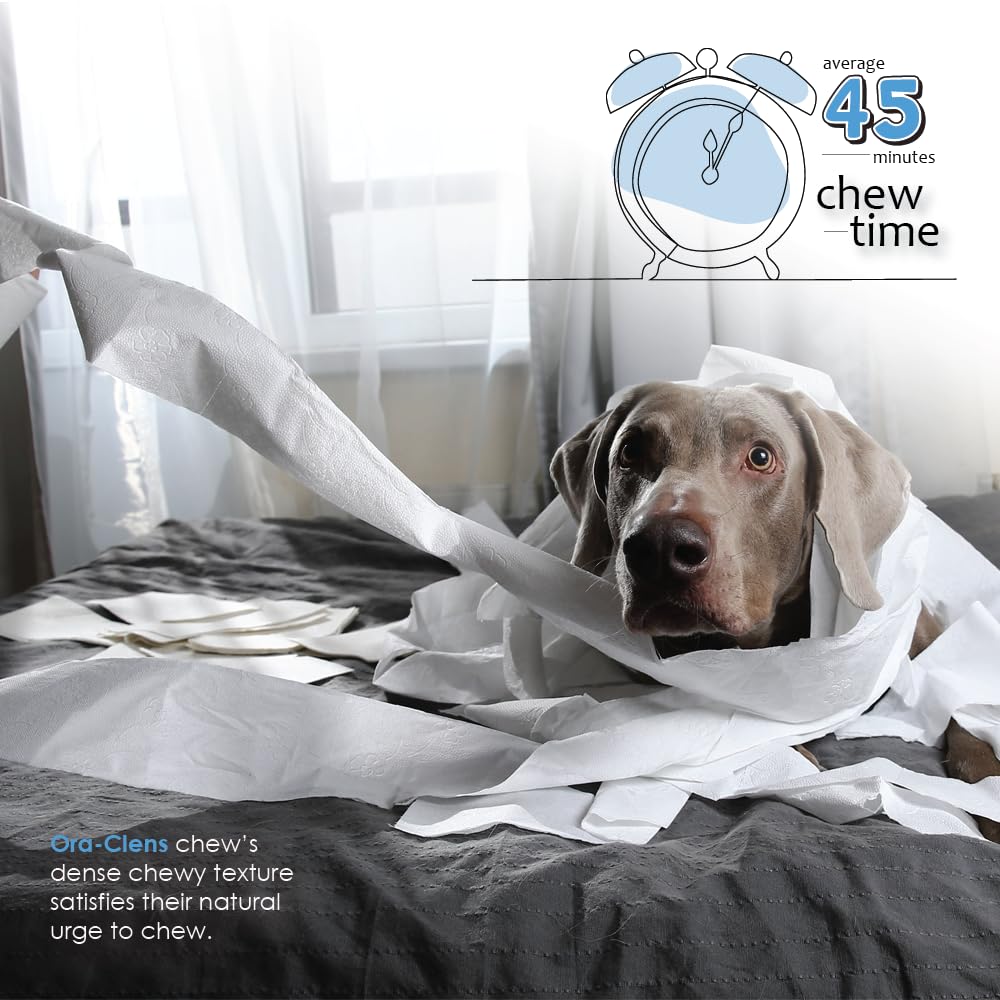 Dog enjoying Ora-Clens chew during routine