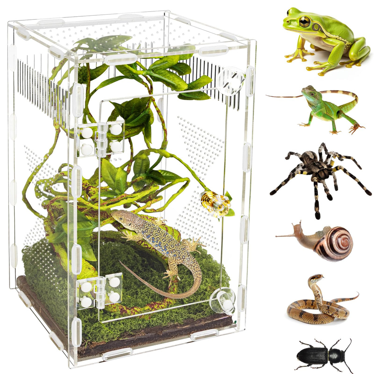 OREKEMO acrylic jumping spider habitat offers crystal-clear visibility for observation.