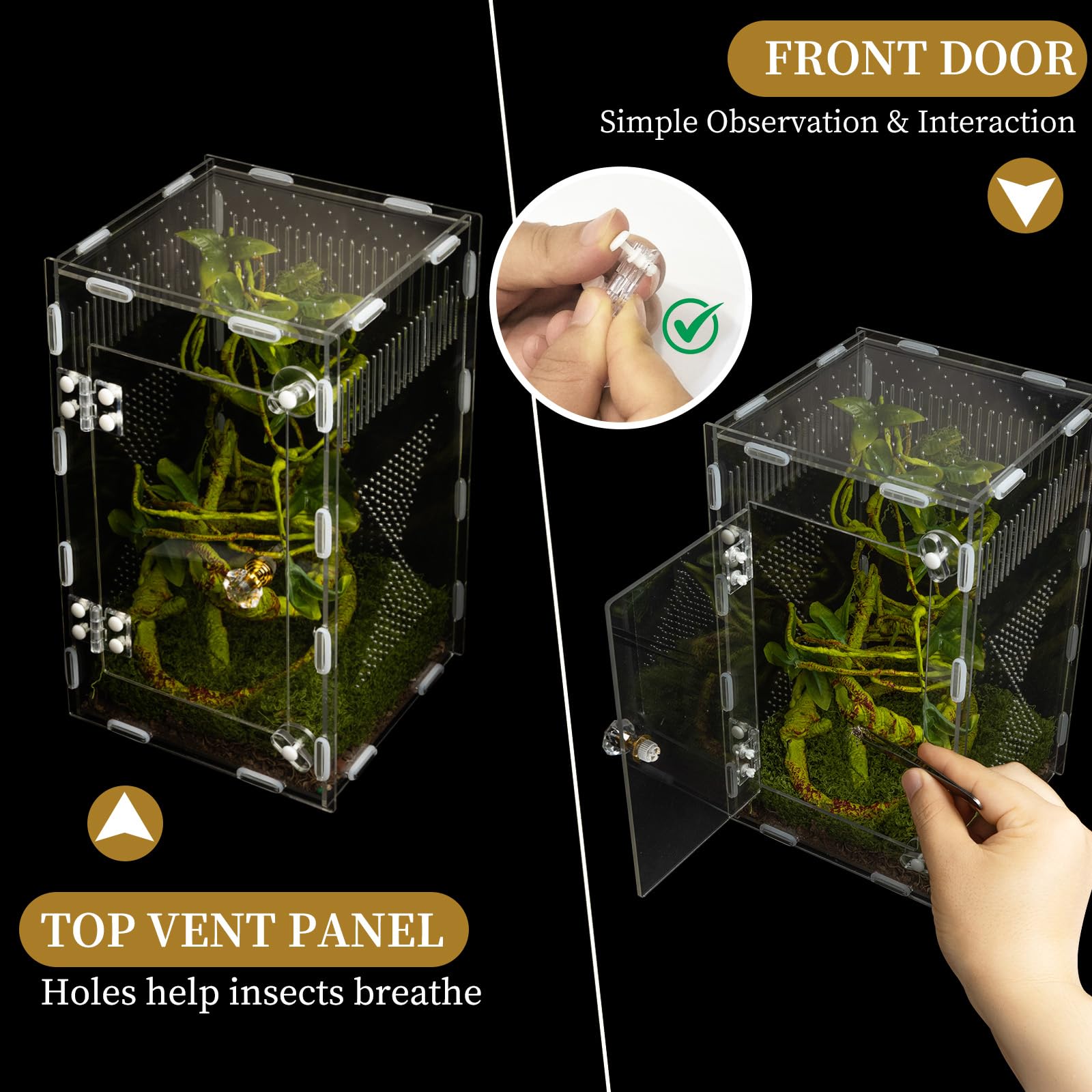 Multi-species habitat supports geckos, mantises, frogs, and more.