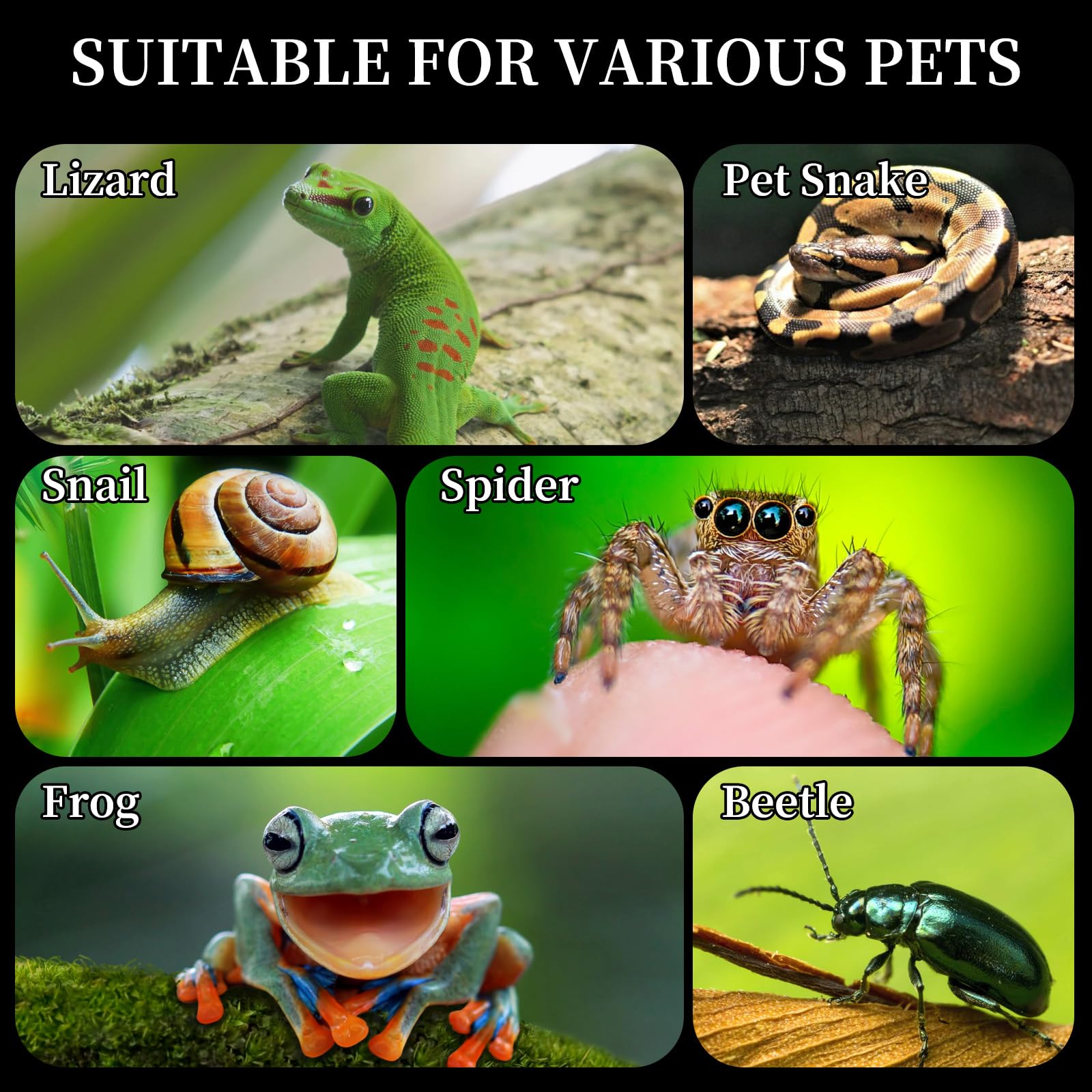 Ideal for small critters like hermit crabs and tiny spiders.