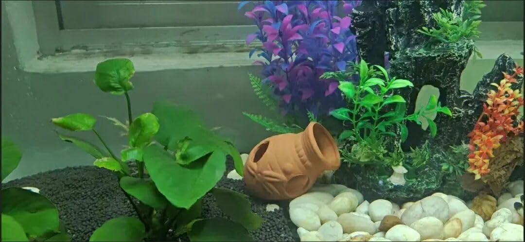 OrgMemory shelters are suitable for freshwater and saltwater tanks.