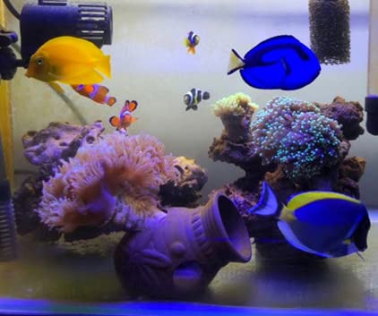 OrgMemory non-toxic ceramic is safe for decorative tank use.