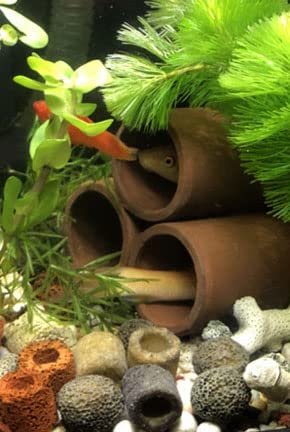 OrgMemory ceramic shelter safe-for-fish decoration that cleans easily with warm water.