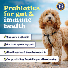 Origin Labs Belly Buddies 7-strain probiotic blend supports gut flora