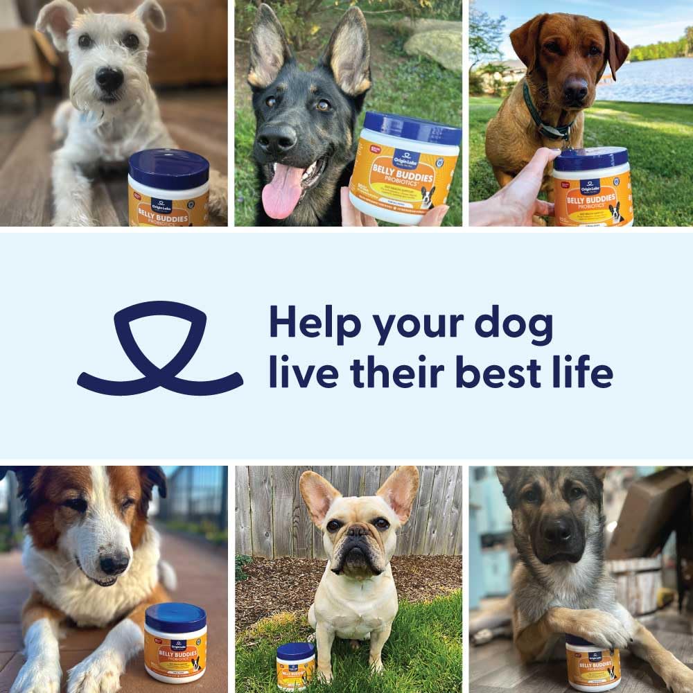 Origin Labs Belly Buddies ongoing support for skin and gut health